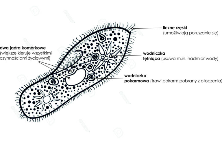 Sprawdzian Z Biologii Nowa Era Bakterie I Wirusy nacobezu.pl